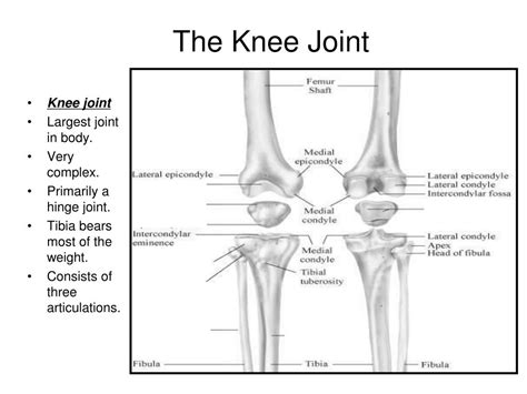 PPT - The Knee Joint PowerPoint Presentation - ID:634195