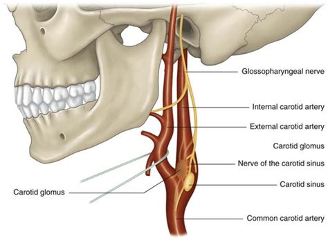 The internal carotid artery and its branches | Musculoskeletal Key