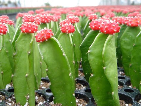 Cactus Farm Free Photo Download | FreeImages