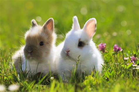 46 Rabbit Breeds to Keep as Pets