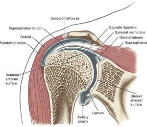 The Rotator Cuff and its importance in preventing shoulder pain ...