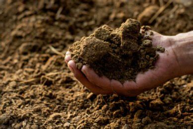 Manure: Definition, types, uses, benefits and more