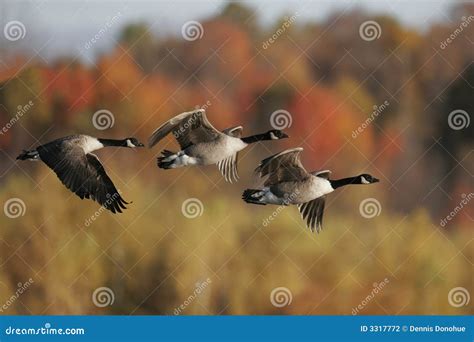 Migrating Geese stock photo. Image of pond, autumn, migrate - 3317772