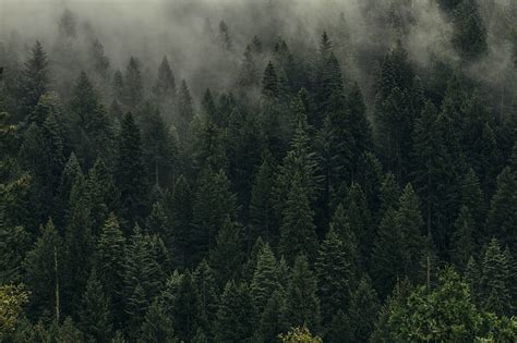 HD wallpaper: Trees, Green, Fog, Forest, Shroud, Top view, plant, pine ...