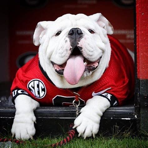 Uga X ("Que") | Bulldog puppies, Georgia bulldog mascot, Bulldog mascot