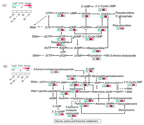 Nucleotide metabolism analysis. (a) Pyrimidine metabolism; (b) purine ...