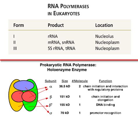 RNA Polymerase: The RNA Synthesis Enzyme Structure and Its Types