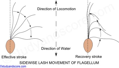 Phylum Protozoa: Methods of Locomotion, Amoeboid, Metabolic, swimming ...