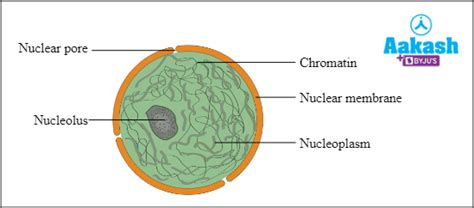 Nucleolus: Definition, Structure, Function & Nucleus | AESL