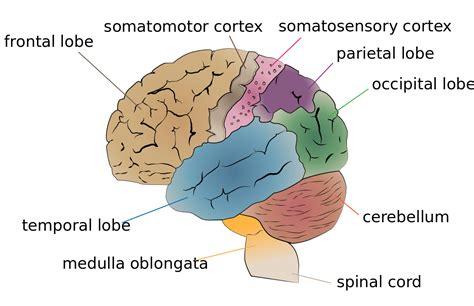 The Cerebrum | Facts, Definition, Anatomy & Function