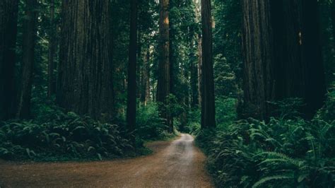 Forest road HD Wallpaper | Forest wallpaper, Green nature wallpaper ...