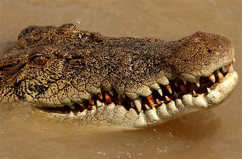 Farmer survives crocodile attack by biting reptile's eyelid