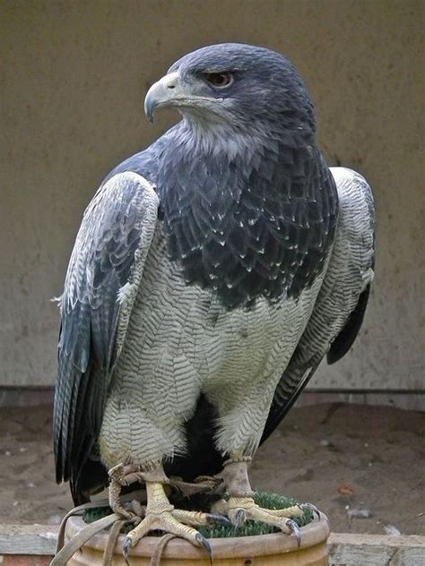 Chilean Blue Eagle or Grey Buzzard Eagle (Geranoaetus melanoleucus ...