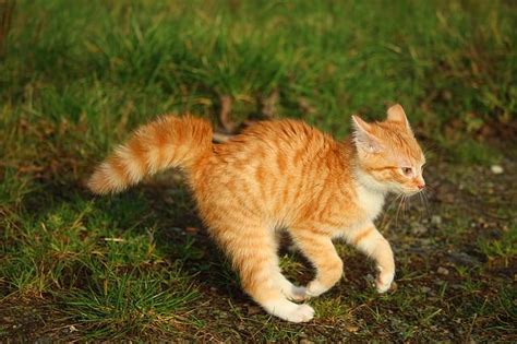 Why Do Cats Puff Their Tails?