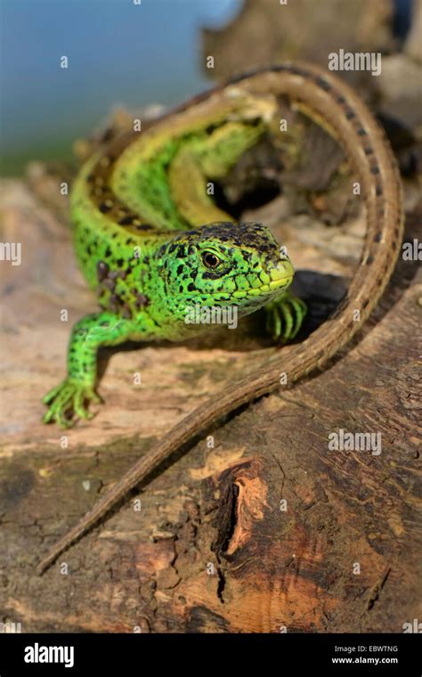 Sand lizard (Lacerta agilis), male in breeding colours, Dortmund, North ...