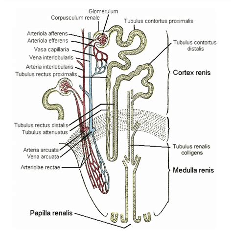 Distal Convoluted Tubule: Definition and Clinical Importances