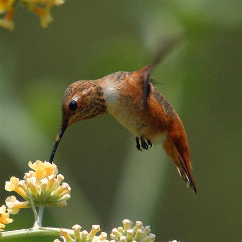 Birds: Rufous Hummingbird