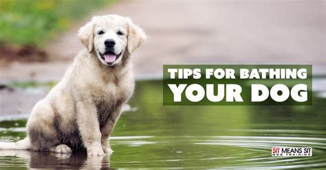 Tips for Bathing Your Dog | Sit Means Sit Dog Training