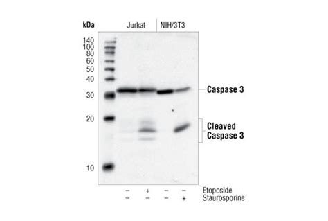 Caspase-3 Antibody | Cell Signaling Technology