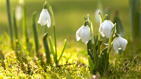 Snowdrops Spring Flowers wallpaper | 1920x1080 | #23539