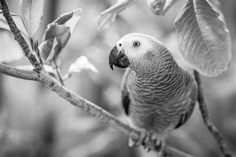 African grey parrot talking | African grey parrot talking, African grey ...