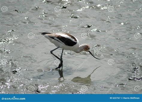 Avocet stock image. Image of nature, migratory, avocet - 622767