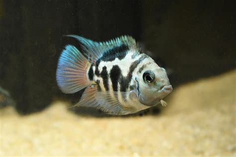 Polar Blue Parrot Cichlid: Size, Tank Mates, & Care