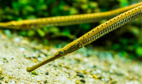 Marine and Freshwater Pipefish Care