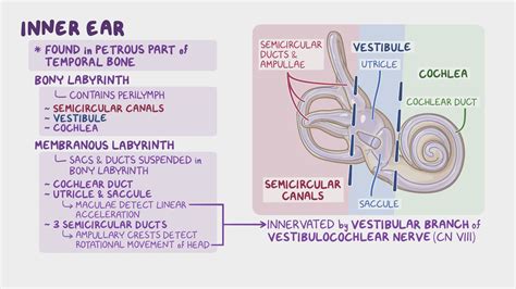 Anatomy of the inner ear: Video, Anatomy & Definition | Osmosis