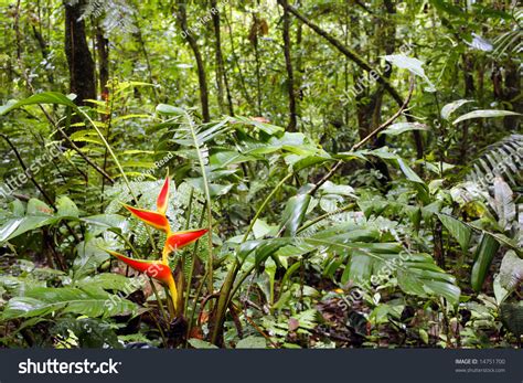 Heliconia Plant Flowering Amazon Rainforest Stock Photo 14751700 ...