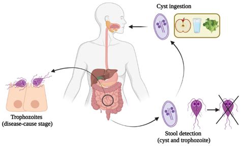 JCM | Free Full-Text | Incidence, Management Experience and ...