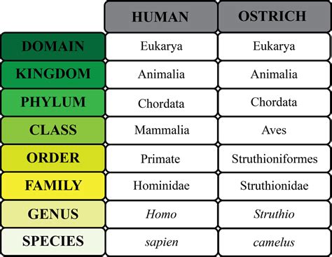 Taxonomy/ Classification - AP Biology Portfolio