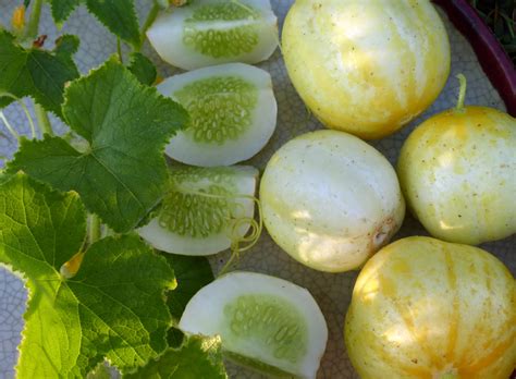 35 Best Cucumber Varieties You Can Grow At Home - Gardenoid