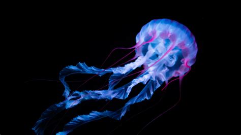 Blue Jellyfish Wallpapers - Top Free Blue Jellyfish Backgrounds ...