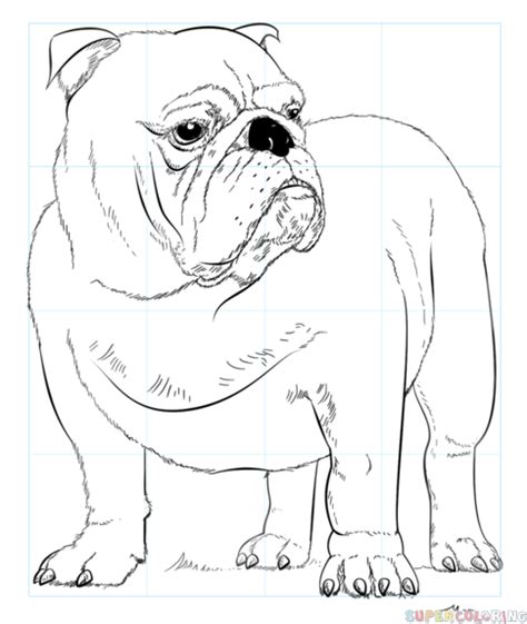 How to draw English Bulldog | Step by step Drawing tutorials