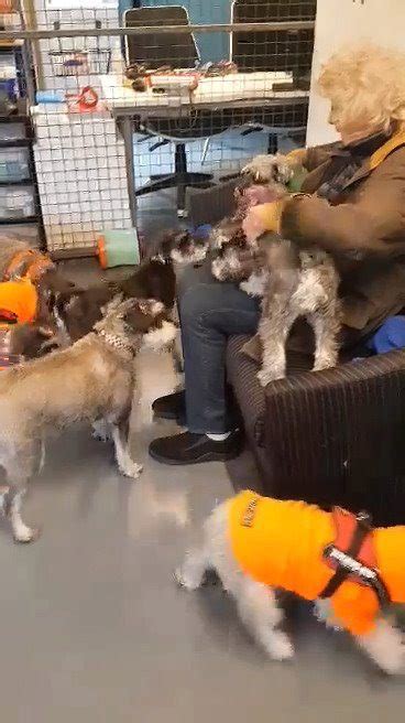 Peggy, surrounded by puppy farm rescue dogs | Heaven for Peggy, long ...