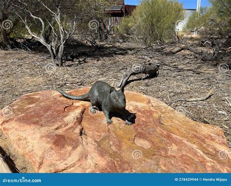 Rat sculpture stock photo. Image of grass, young, sculpture - 278429944