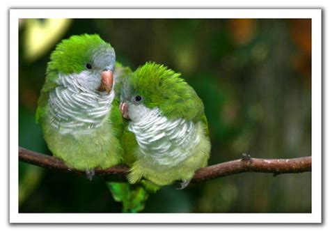 Love birds pictures |Funny Animal