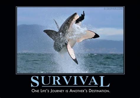 Survival-Shark | Demotivational posters, Survival, Poster