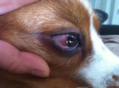 Recurring dog eye infection - Organic Pet Digest