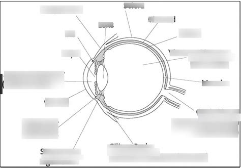 Special Sense Organs Diagram | Quizlet