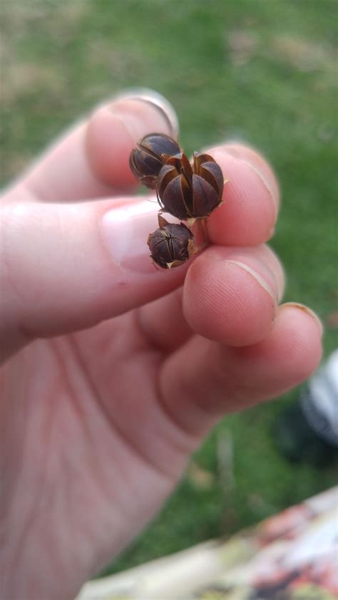 Types of seed pods these are? : whatsthisplant