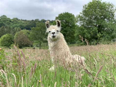 Llama Trekking - Wellwild