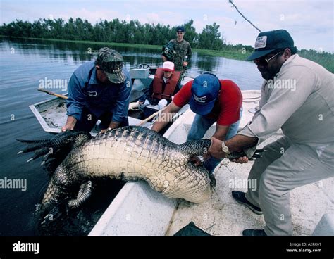 cajun culture louisiana arthur dupre leading alligator hunt in bayou ...