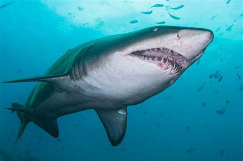 Facts About the Grey Nurse Sharks