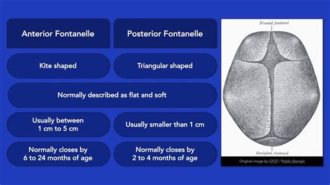 What Age Does Posterior Fontanelle Close