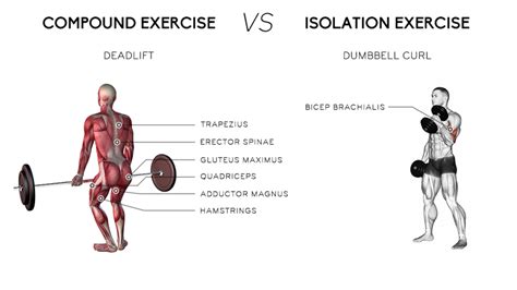 Compound v Isolation Exercises - XS Fitness