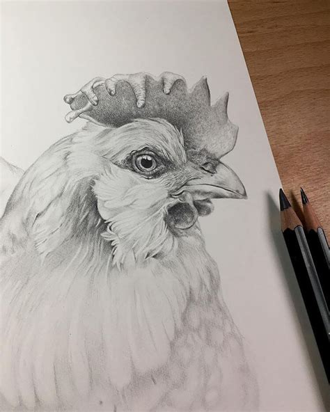 Easy Chicken Drawing Ideas - Beautiful Dawn Designs