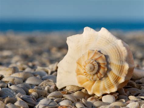 Philippine Sea Shells Pictures Different Types