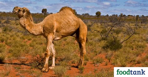 Bring Out An App To Eat A Camel / Camels have long been known for their ...